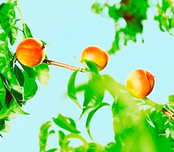 SanLucar Apricots a sweet fruit to fall in love with