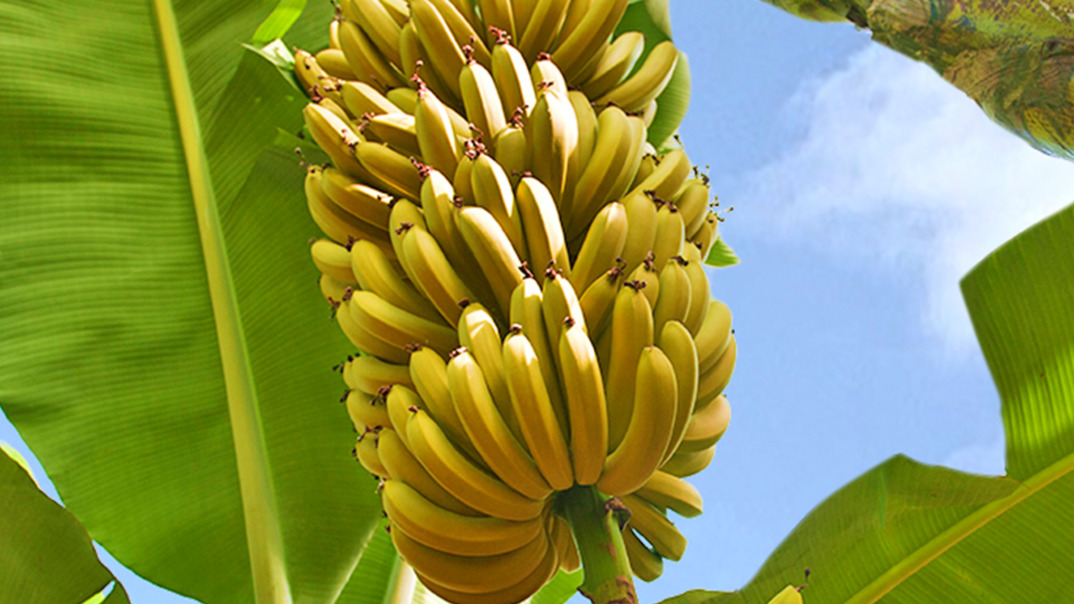 Bananenstaude mit reifen Bananen und grünen Blättern