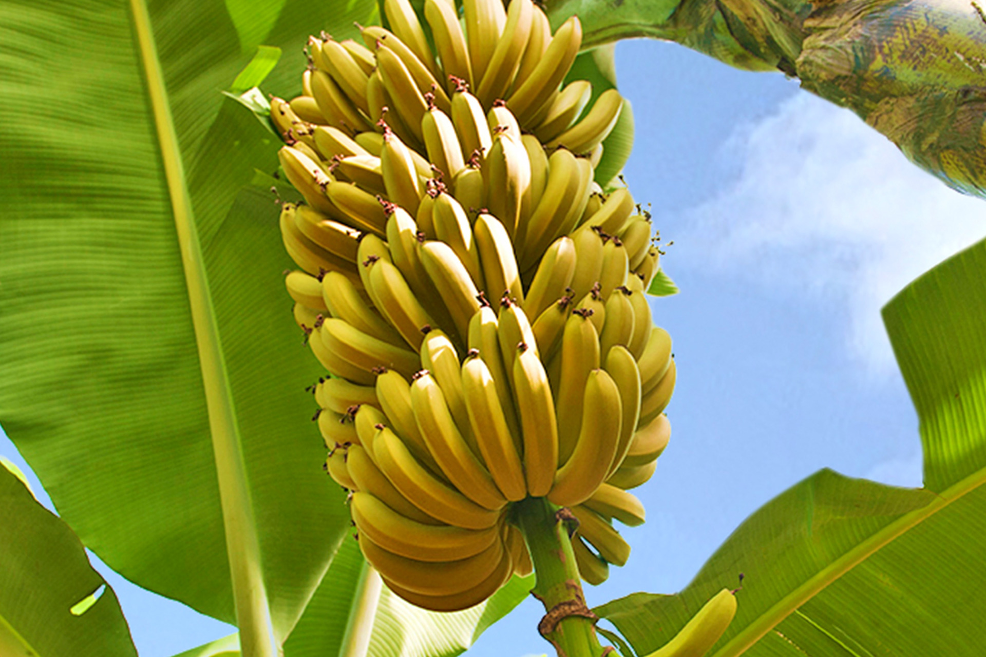 Bananenstaude mit reifen Bananen und grünen Blättern