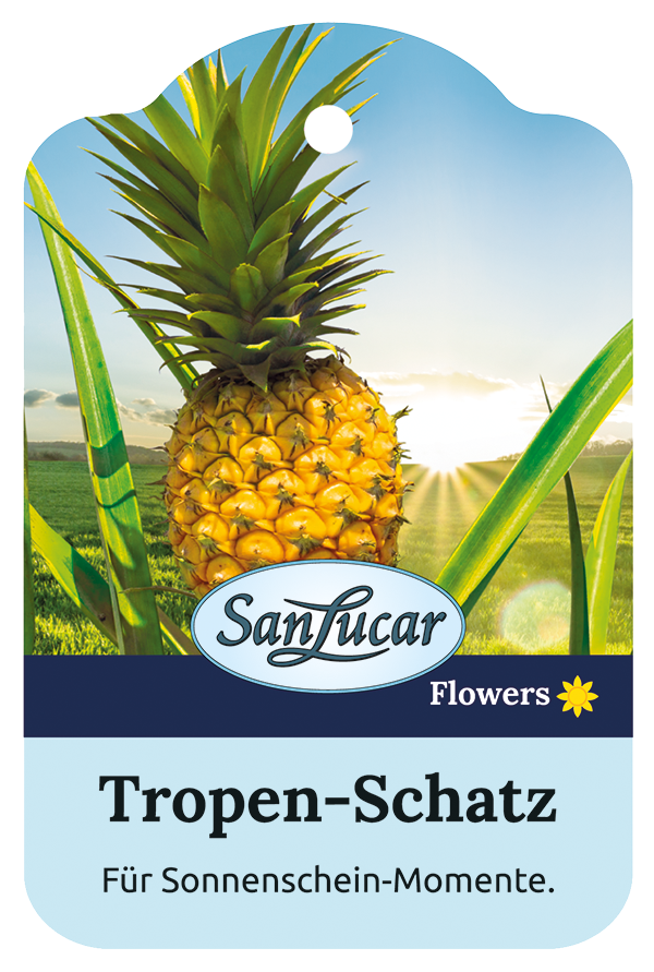 SanLucar Pineapple Topen Treasure Label