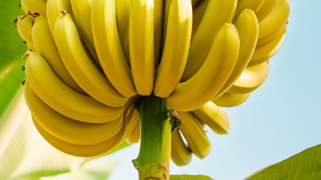 SanLucar bananas