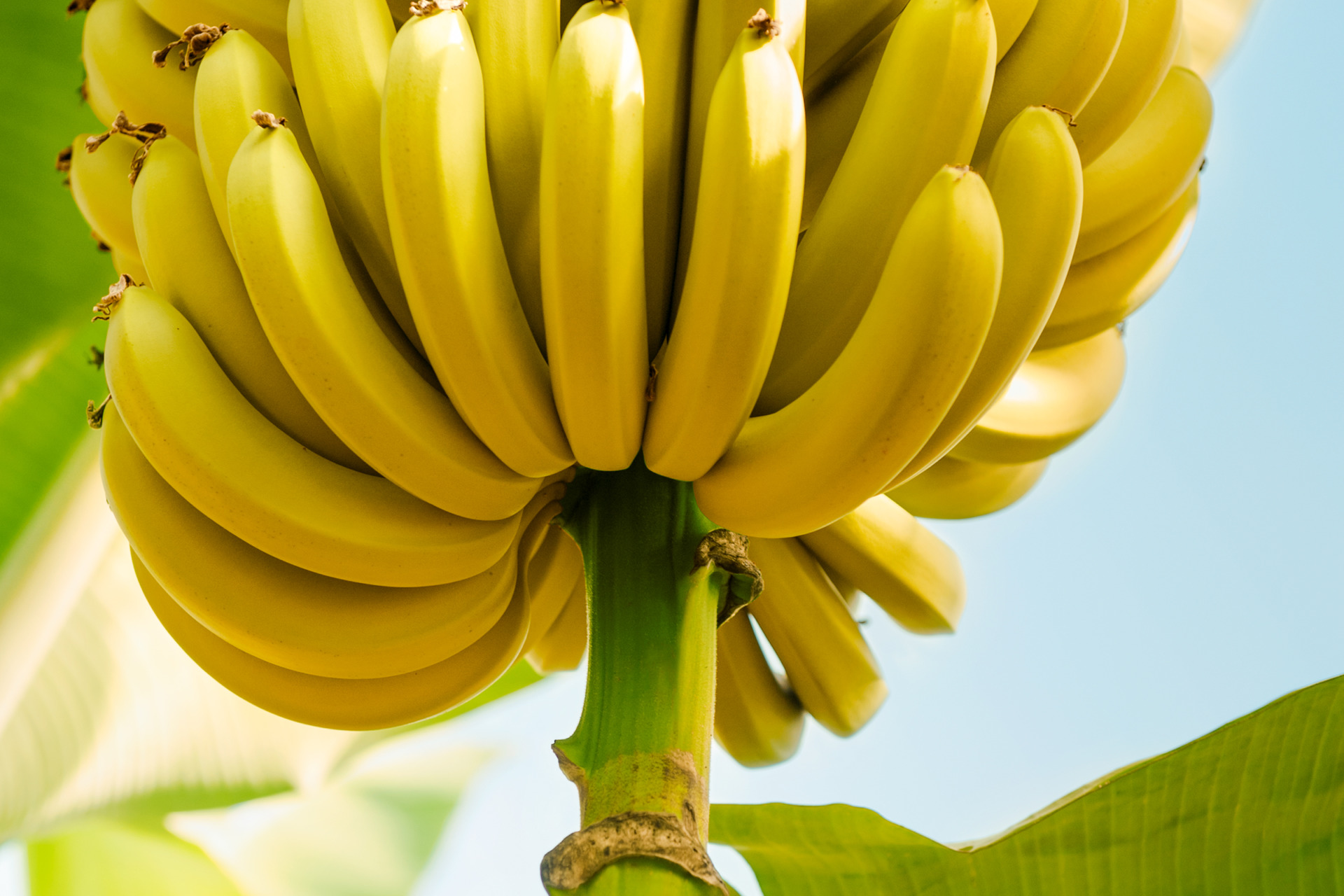 SanLucar bananas