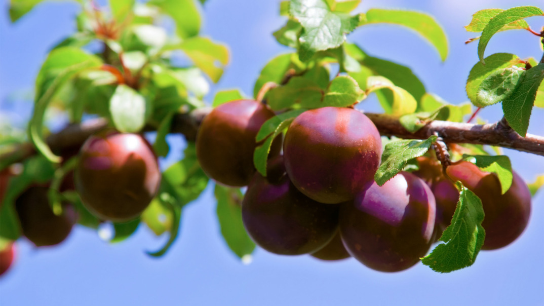 Mehrere SanLucar Pflaumen am Zweig mit blauem Himmel im Hintergrund