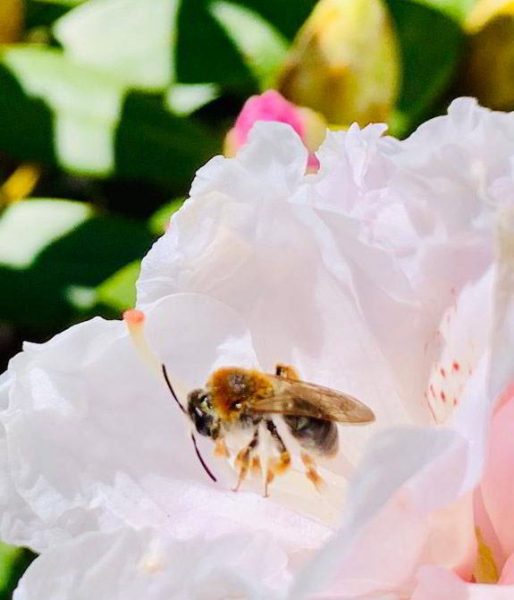 Bee collecting nectar from a delicate white flower, playing a vital role in pollination amidst lush greenery.