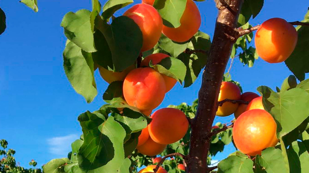 Reife Aprikosen vom Baum hängend mit grünen Blättern im Hintergrund