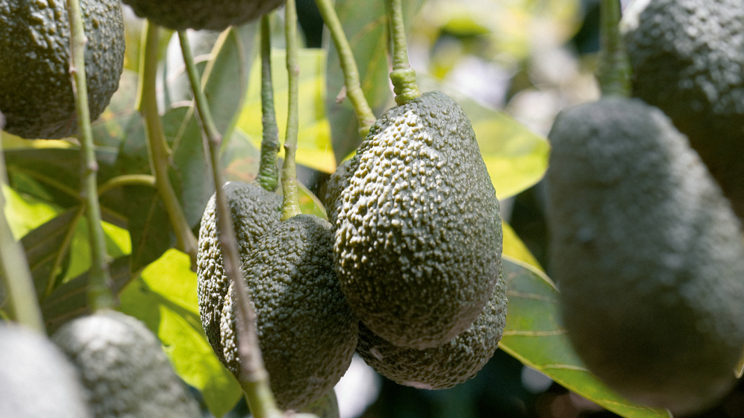 Nahaufnahme von SanLucar Avocados im Feld