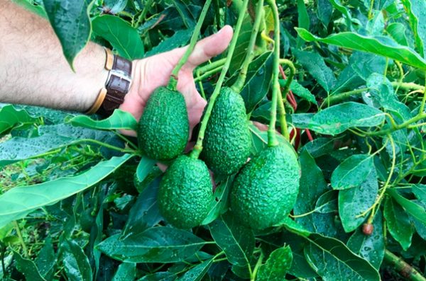 Avocados werden mit Hand hervorgehoben