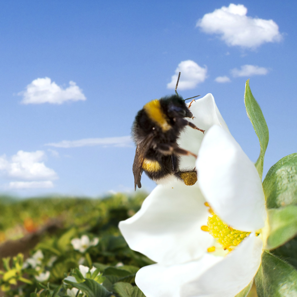 Nahaufnahme von Biene bei Blumenbestäubung mit Wiese im Hintergrund