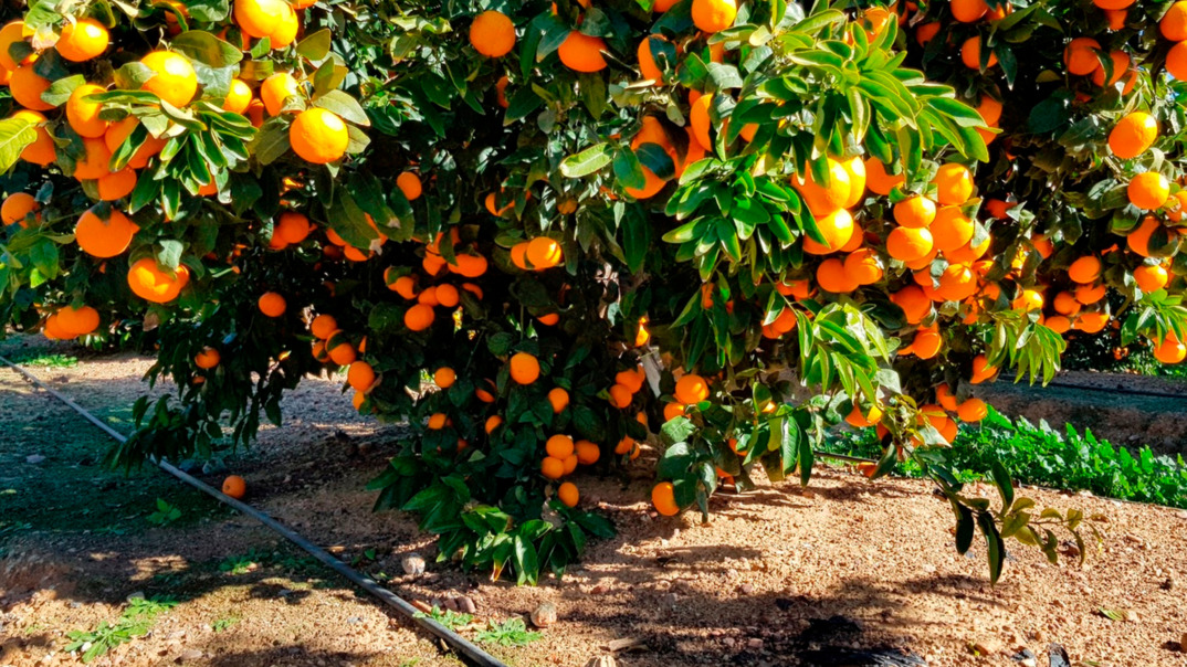 Lush mandarin tree full of ripe, orange fruits, thriving under the sunlight in a well-tended orchard.