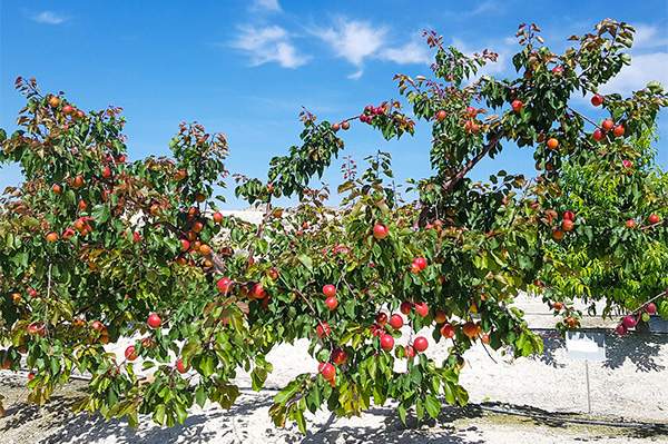 Lush fruit tree laden with ripe red plums, set against a bright blue sky in a sunlit orchard.