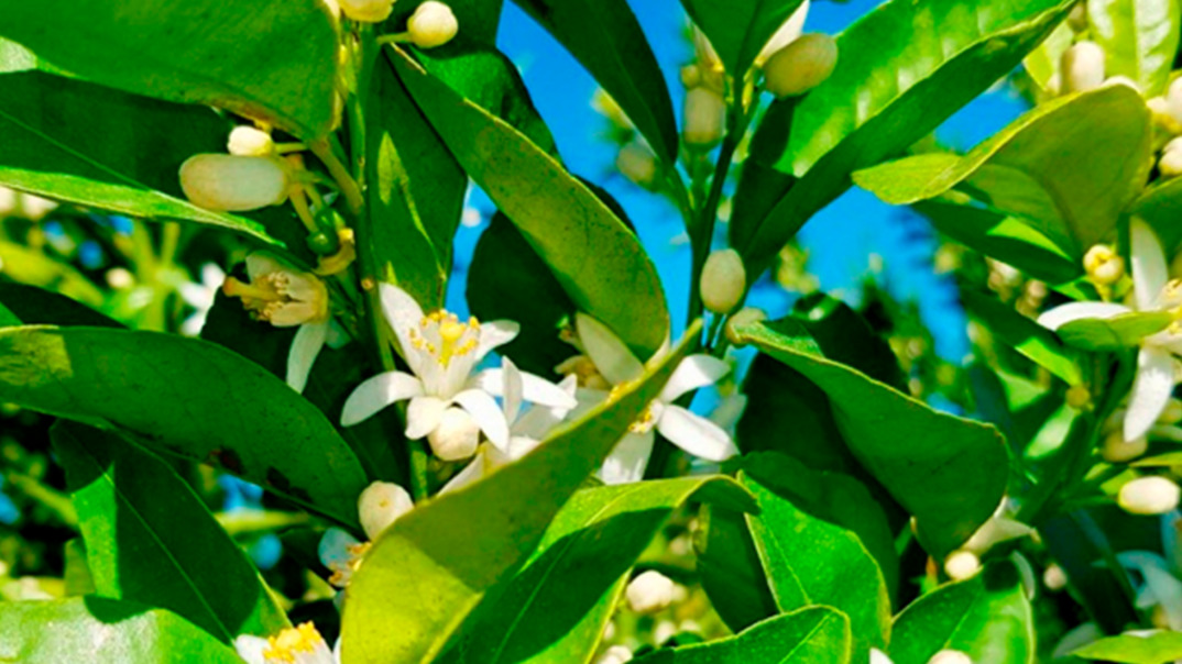 Orange tree blossoms in full bloom, bathed in natural sunlight and surrounded by lush green leaves.