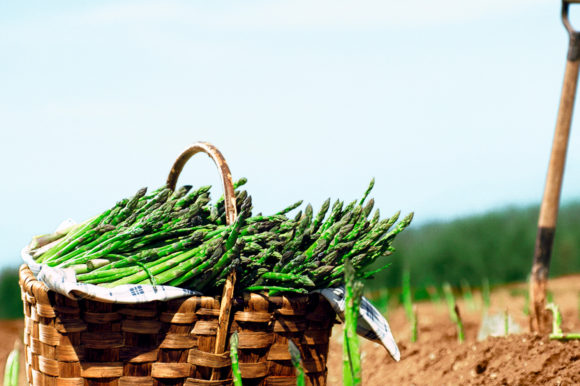 Freshly harvested green asparagus in a woven basket, set in a sunlit field with rich soil.