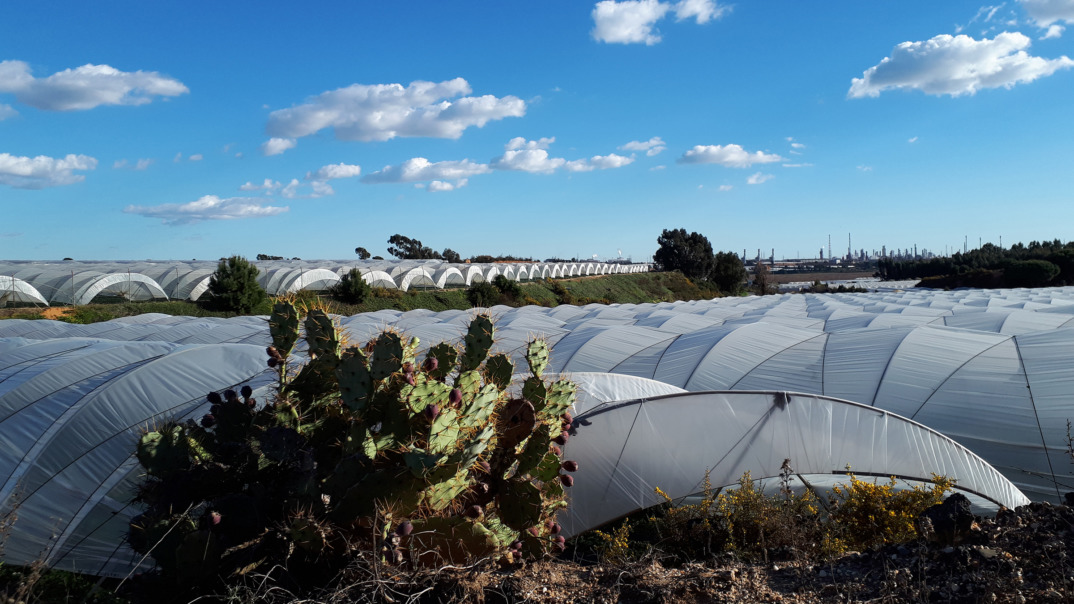 Expansive greenhouse fields under a bright blue sky, optimizing crop growth in a controlled environment.