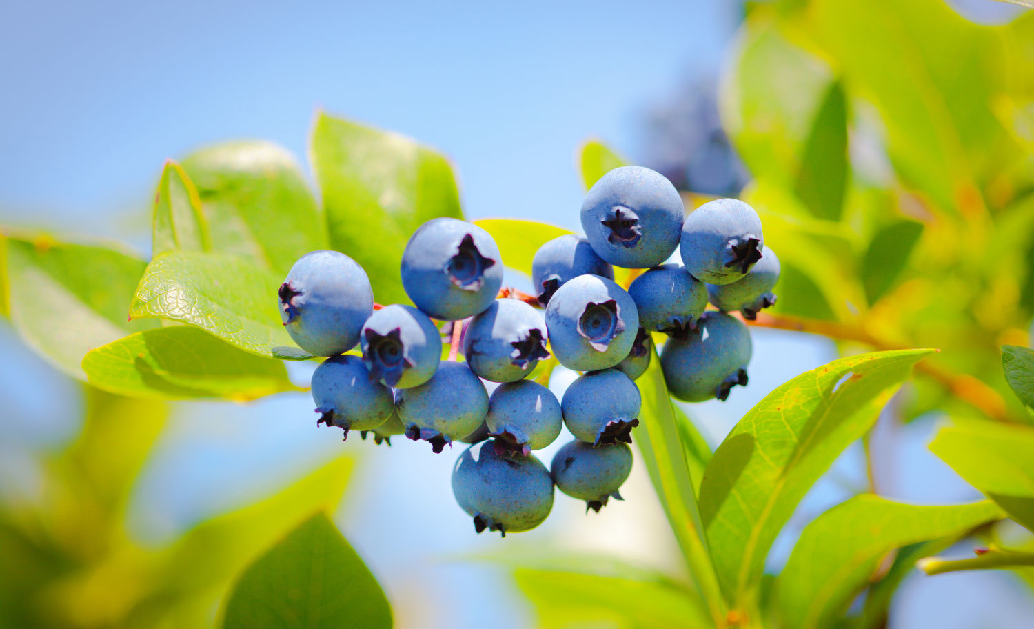 Heidelbeeren an Heidelbeerstrauch